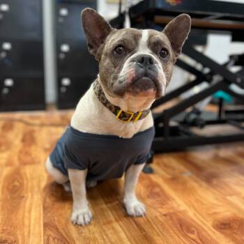 Rescue French Bulldog and English Bulldog Dogs for Adoption in Turlock, California - Dior | PetCurious