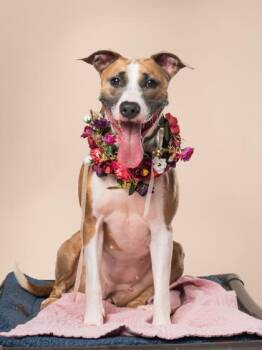 Melon -  Mixed Breed Dog for Adoption in Atlanta, Georgia - Melon | PetCurious