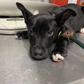 Mixed Breed Dogs Available for Adoption in Chattanooga, Tennessee - Cub | PetCurious