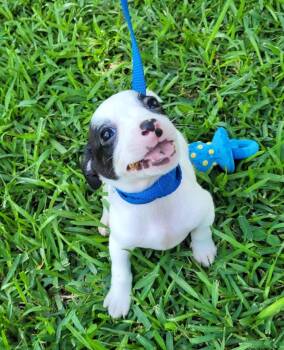Archie -  Mixed Breed Dog Available for Adoption in Taycheedah, Wisconsin - Archie | PetCurious