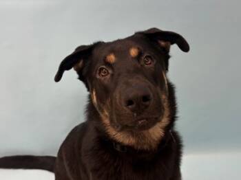 Rescue German Shepherd Dog and Mixed Breed Dogs for Adoption in Woodbury, Minnesota - Reamer | PetCurious