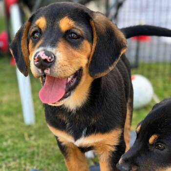 Labrador Retriever Dogs Available for Adoption in Tunica, Mississippi - Axel  | PetCurious
