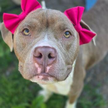 Myrna Mia -  Mixed Breed Dog for Adoption in Glenfield, New York - Myrna Mia | PetCurious