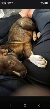 Fender -  Border Collie Dog for Adoption in Maryville, Tennessee - Fender | PetCurious