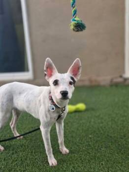 Walker -  Jack Russell Terrier Dog for Adoption in Phoenix, Arizona - Walker | PetCurious