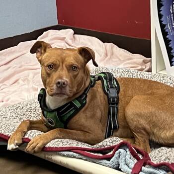 Rescue Pit Bull Terrier Dogs for Adoption in Flagstaff, Arizona - Jane -needs Another Dog In The Home! | PetCurious