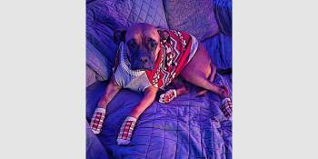 Linus -  Boxer Dog for Adoption in Hewitt, Texas - Linus | PetCurious
