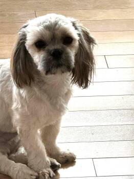 Shih Tzu Dogs Available for Adoption in Calgary, Alberta - Canoli | PetCurious