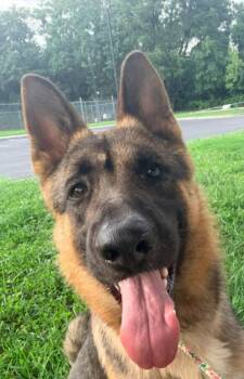 Gunny 7330 -  German Shepherd Dog Dog for Adoption in Centreville, Virginia - Gunny 7330 | PetCurious