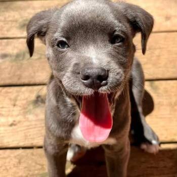 Finch -  Schnoodle and Pit Bull Terrier Dog for Adoption in Grand Rapids, Michigan - Finch | PetCurious