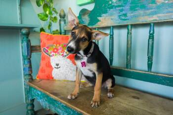 Rescue German Shepherd Dog Dogs for Adoption in San Antonio, Texas - Tanner | PetCurious