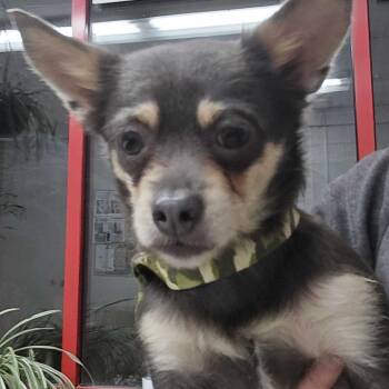 Chihuahua Dogs Available for Adoption - Chloe | PetCurious