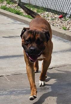 Trevor -  Mixed Breed and American Bulldog Dog for Adoption in Homewood, Illinois - Trevor | PetCurious