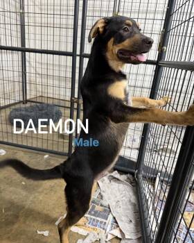 Daemon -  Labrador Retriever Dog for Adoption in Pembroke, Massachusetts - Daemon | PetCurious