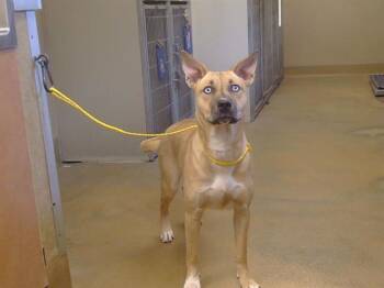 DIXIE -  Pit Bull Terrier and Siberian Husky Dog for Adoption in Sacramento, California - DIXIE | PetCurious