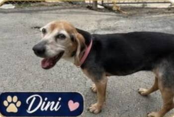 Beagle Dogs Available for Adoption in Waverly, Tennessee - DINI | PetCurious
