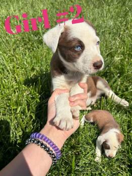 Australian Shepherd Dogs Available for Adoption in Columbus, Indiana - Red Female | PetCurious