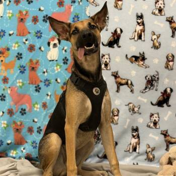 Rescue Shepherd Dogs for Adoption in Austin, Texas - Cheyenne | PetCurious