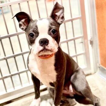 Taney - Missouri JN26-37 -  Boston Terrier and Australian Shepherd Dog for Adoption in Peyton, Colorado - Taney - Missouri JN26-37 | PetCurious