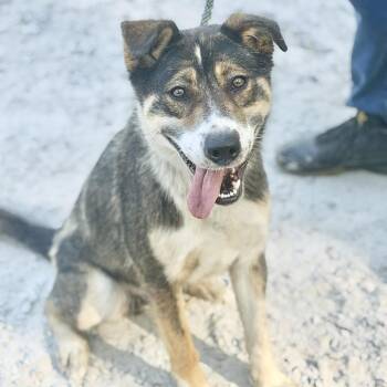 Shepherd Dogs Available for Adoption in Washington, District Of Columbia - Astra | PetCurious