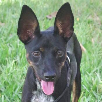 Puppy Naomi -  Terrier Dog Available for Adoption in Miami, Florida - Puppy Naomi | PetCurious