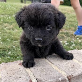 French Bulldog and Australian Shepherd Dogs Available for Adoption in Warrior, Alabama - Luigi | PetCurious