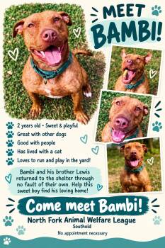 Bambi -  Terrier Dog for Adoption in Peconic, New York - Bambi | PetCurious