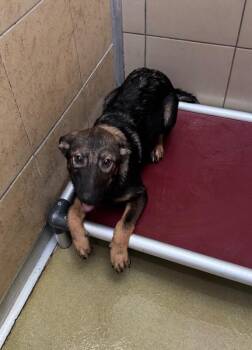 Sahara -  Mixed Breed Dog for Adoption in Hobbs, New Mexico - Sahara | PetCurious