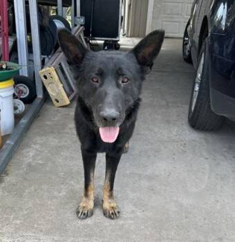 Dracula -  German Shepherd Dog and Mixed Breed Dog for Adoption in Fresno, California - Dracula | PetCurious