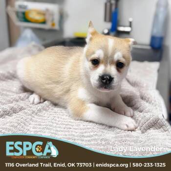 Mixed Breed Dogs Available for Adoption - Lady Lavender | PetCurious