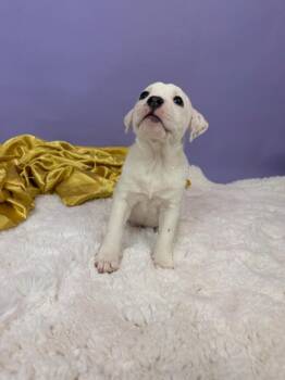 Bull Terrier and Pit Bull Terrier Dogs Available for Adoption - Earl | PetCurious