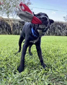 Rescue Black Labrador Retriever Dogs for Adoption in Mooresville, North Carolina - Ray | PetCurious