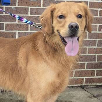 George -  Golden Retriever Dog for Adoption in Waterloo, Iowa - George | PetCurious