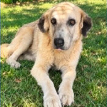 Marigold -  Great Pyrenees Dog for Adoption in Austin, Texas - Marigold | PetCurious