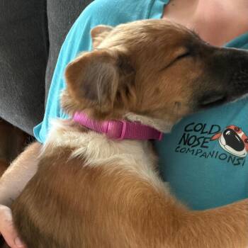 Francine -  Mixed Breed Dog for Adoption in Mentor, Ohio - Francine | PetCurious
