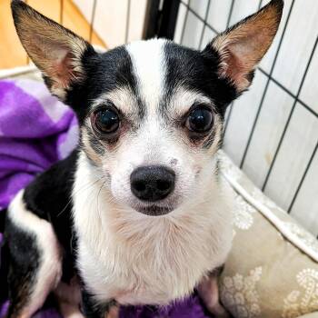 Nick -  Chihuahua Dog for Adoption in Eustis, Florida - Nick | PetCurious