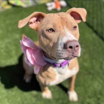 Pit Bull Terrier Dogs Available for Adoption in Warren, Ohio - Anna | PetCurious