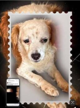 Dustin -  Cavalier King Charles Spaniel and Mixed Breed Dog for Adoption in Morton Grove, Illinois - Dustin | PetCurious