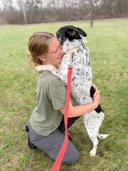 Mixed Breed Dogs Available for Adoption in Menomonie, Wisconsin - Mofeta | PetCurious