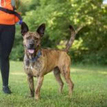 Willie -  German Shepherd Dog and Pit Bull Terrier Dog for Adoption in Hilliard, Ohio - Willie | PetCurious