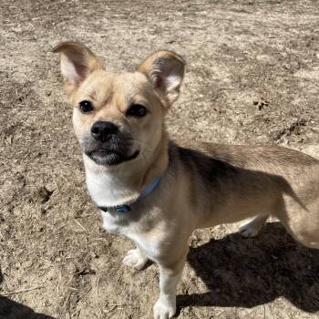 Puggle Dogs Available for Adoption - Lady Bug  | PetCurious
