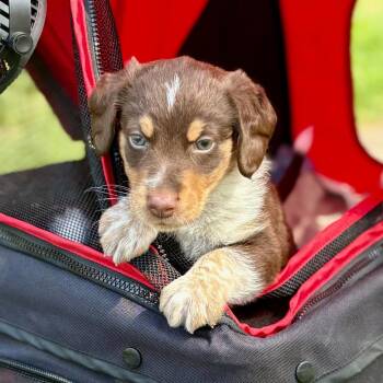 Beagle and Mixed Breed Dogs Available for Adoption - Dr Pupper | PetCurious