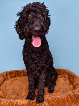 Fanboy -  Golden Retriever and Standard Poodle Dog for Adoption in Palo Alto, California - Fanboy | PetCurious