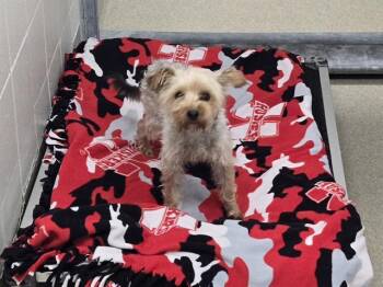 JIMMOTHY -  Yorkshire Terrier and Mixed Breed Dog for Adoption in Omaha, Nebraska - JIMMOTHY | PetCurious