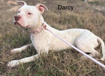 Pit Bull Terrier Dogs Available for Adoption - Darcy | PetCurious