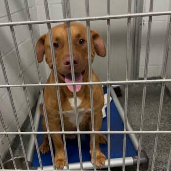 Thunder -  Mixed Breed Dog for Adoption in Jeffersonville, Indiana - Thunder | PetCurious