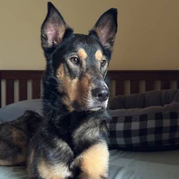 Rescue Shepherd Dogs for Adoption in Buffalo, Minnesota - Salvador | PetCurious