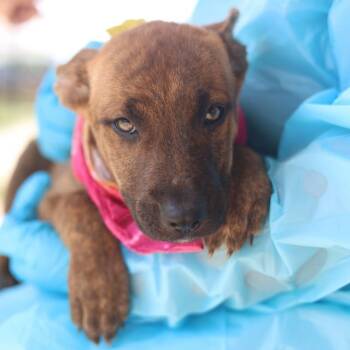 NELLIE -  Plott Hound Dog for Adoption in San Antonio, Texas - NELLIE | PetCurious