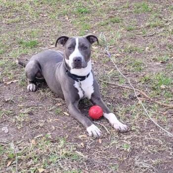 American Staffordshire Terrier Dogs Available for Adoption - Tony | PetCurious