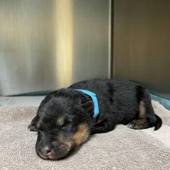 Jam -  Cattle Dog and German Shepherd Dog Dog for Adoption in Pasadena, California - Jam | PetCurious